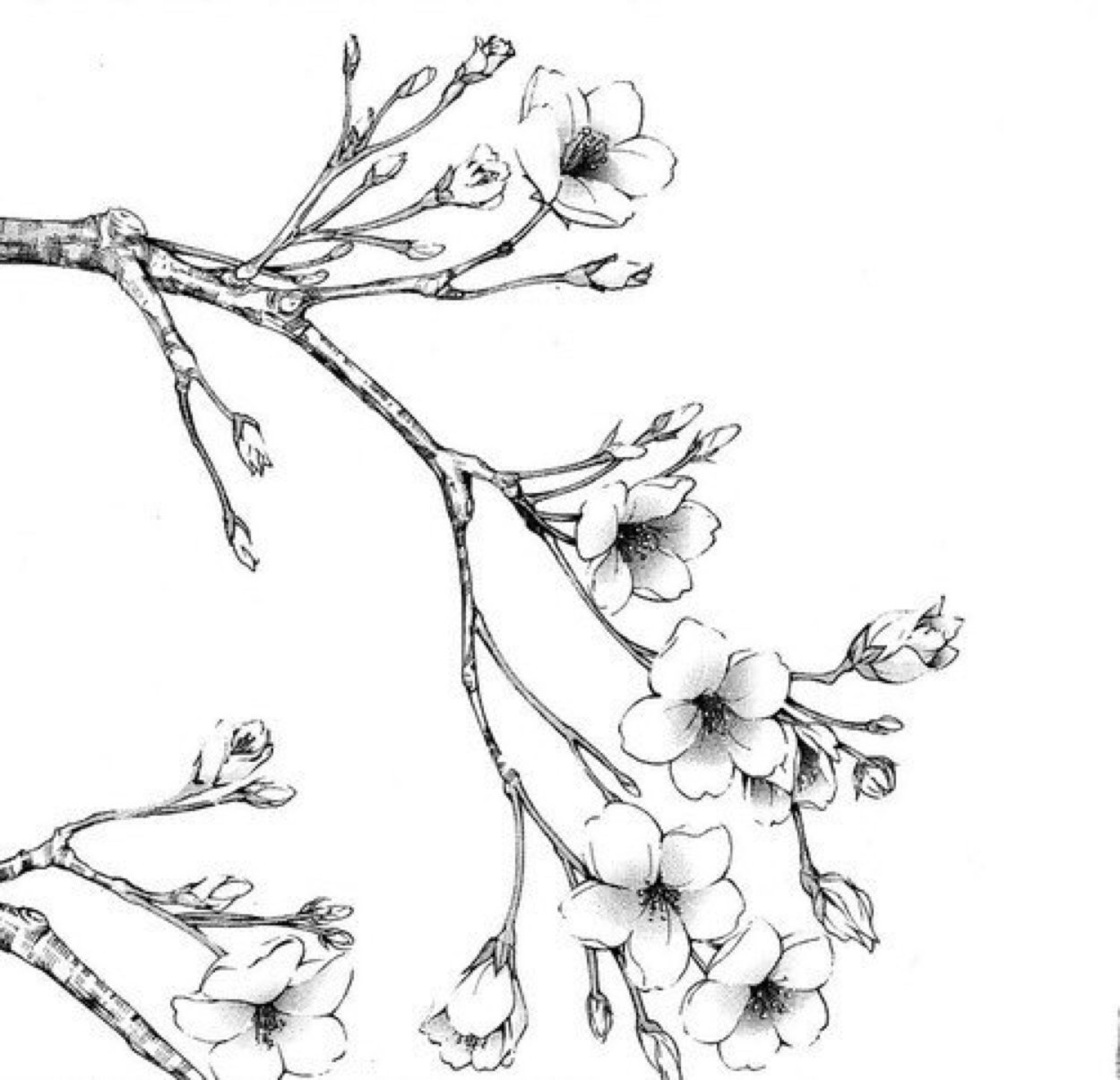 Веточка Сакуры черно белая