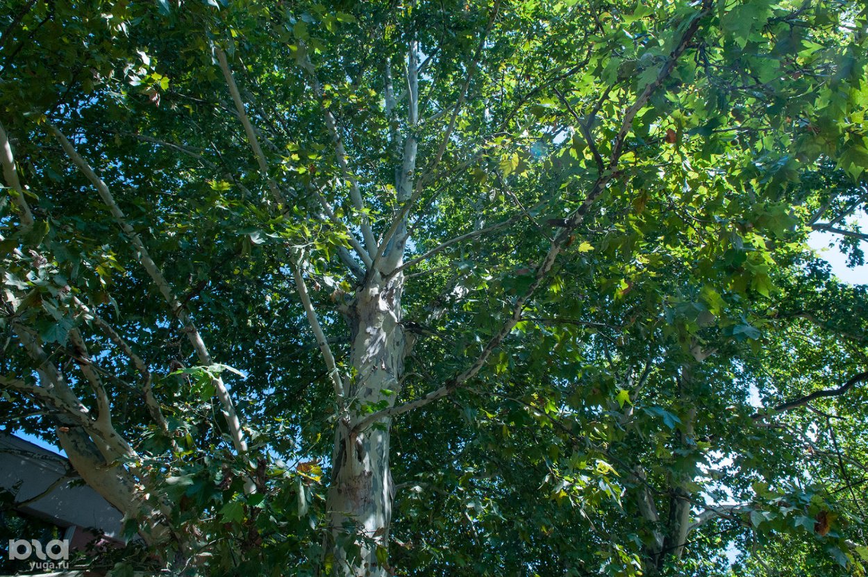 Платан Краснодар дерево