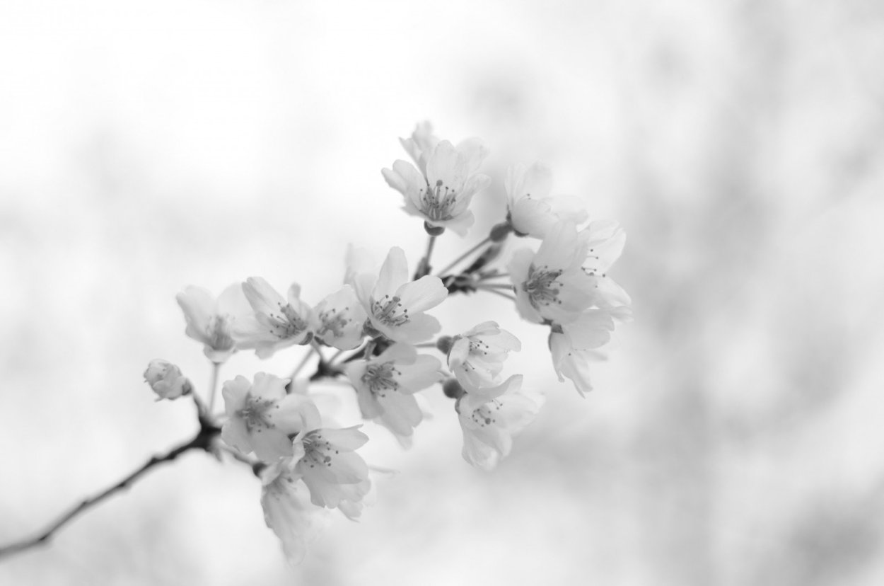 Белая Сакура