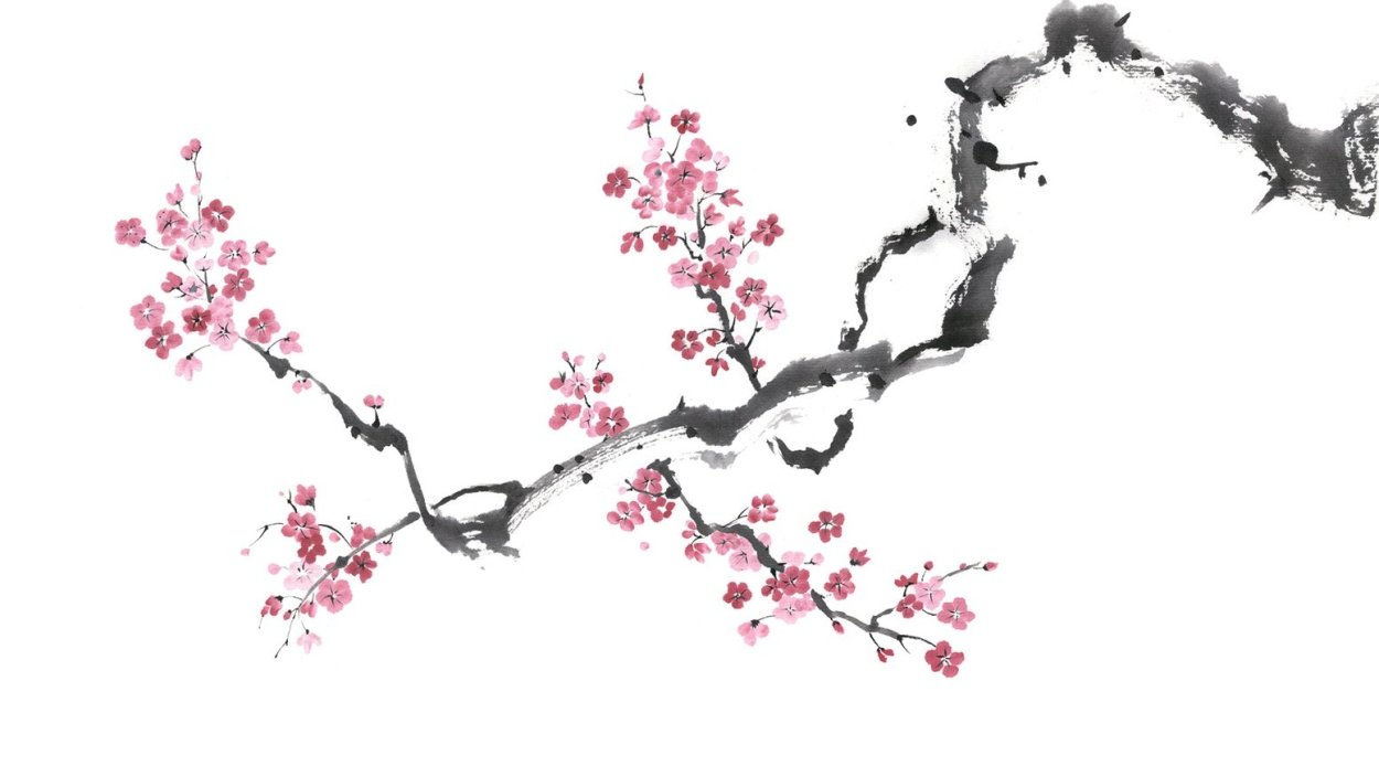 Ветка Сакуры на белом фоне
