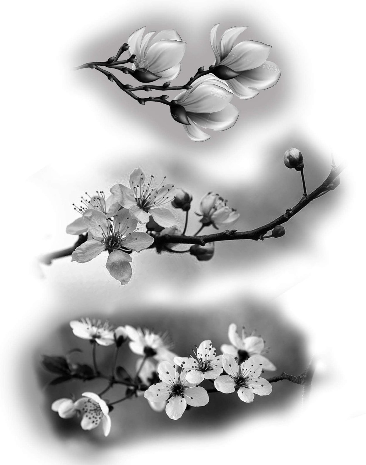 Сакура Cherno belie