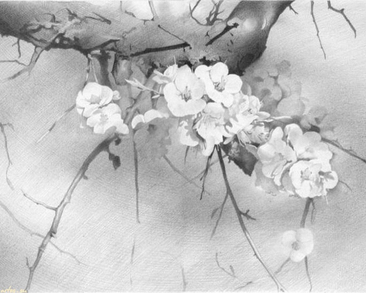 Графика карандашом цветы