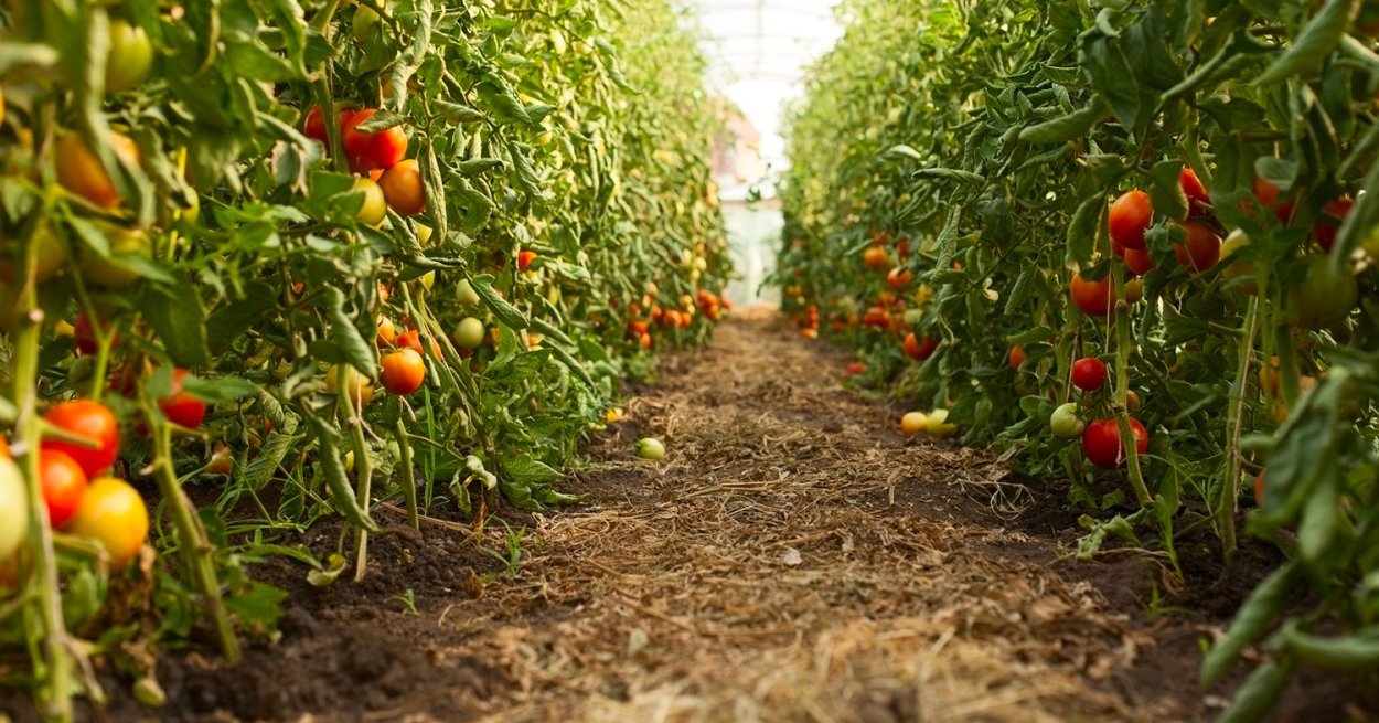 Tomato Green House field