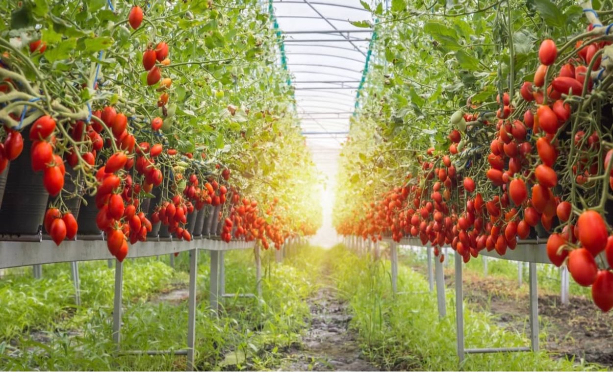 Помидорные плантации в Италии