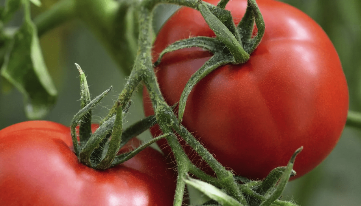 Помидоры сорт Ермак