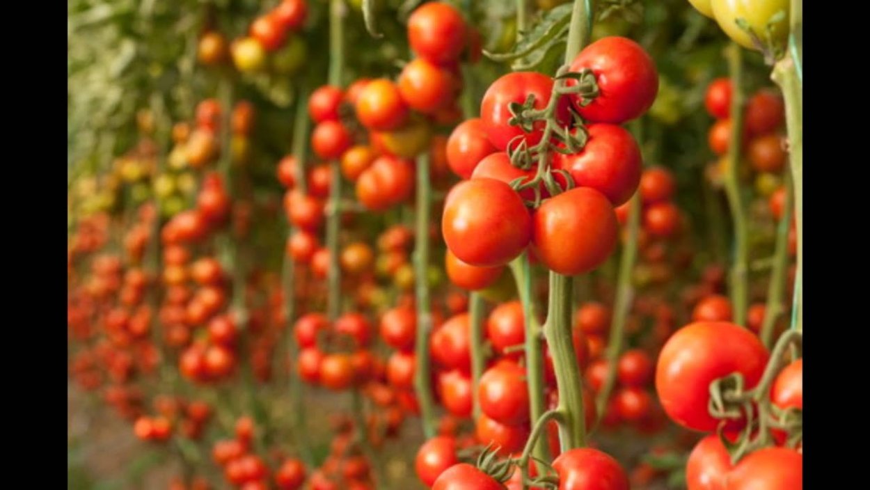 Томаты плантации в Южной Америке