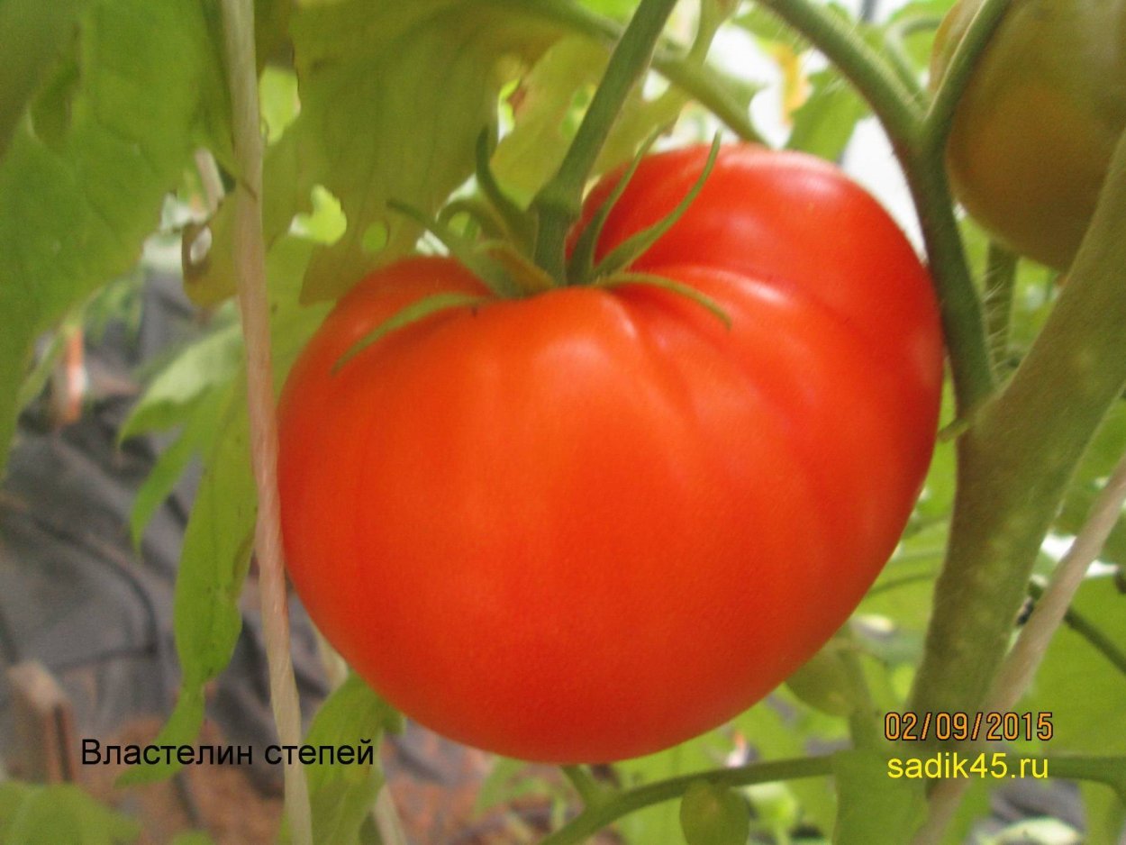 Томат Властелин степей f1