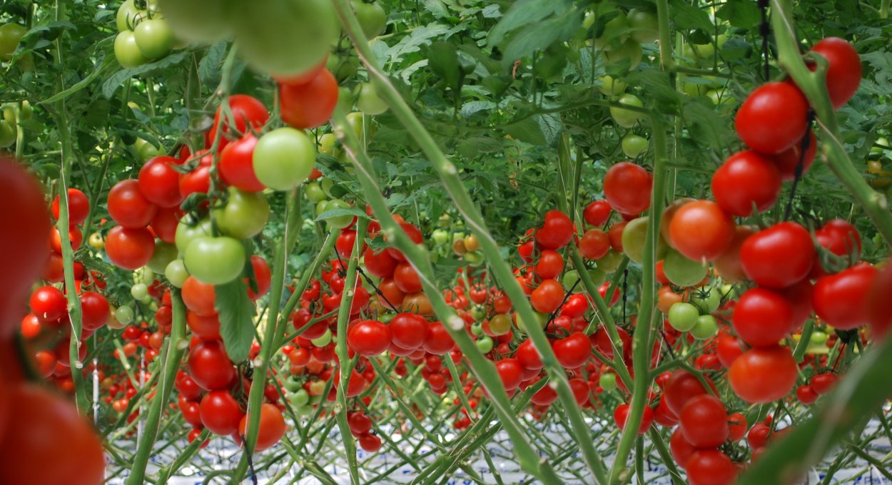 Поле помидоров