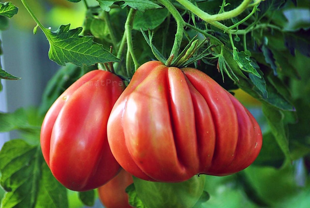 Томат де Матаморос
