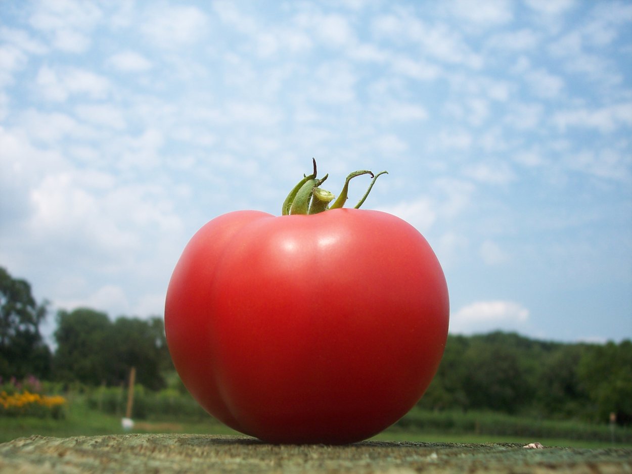 Пинк Парадайз f1