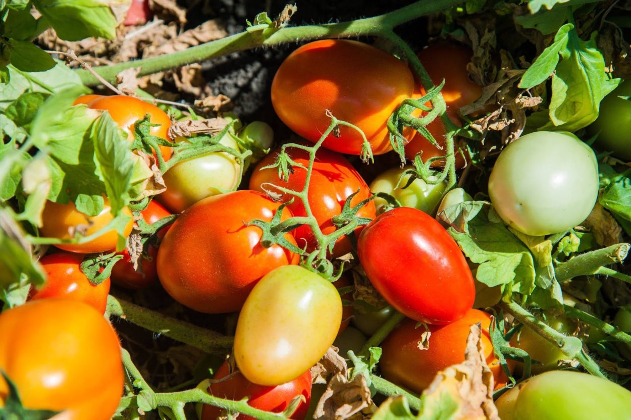 Поле томатов