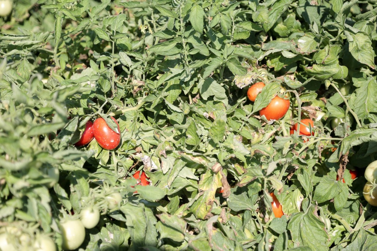 Астраханские помидоры сорта