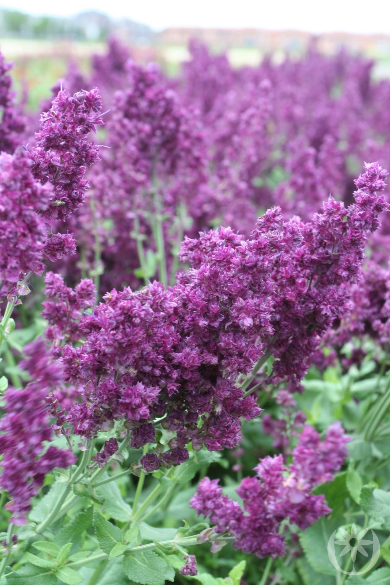 Сальвия Schwellenburg