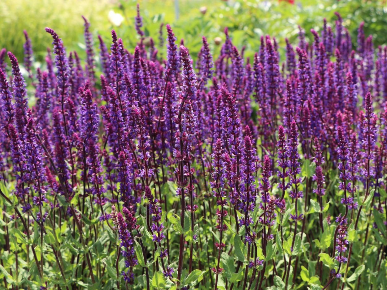 Шалфей Дубравный Маркус