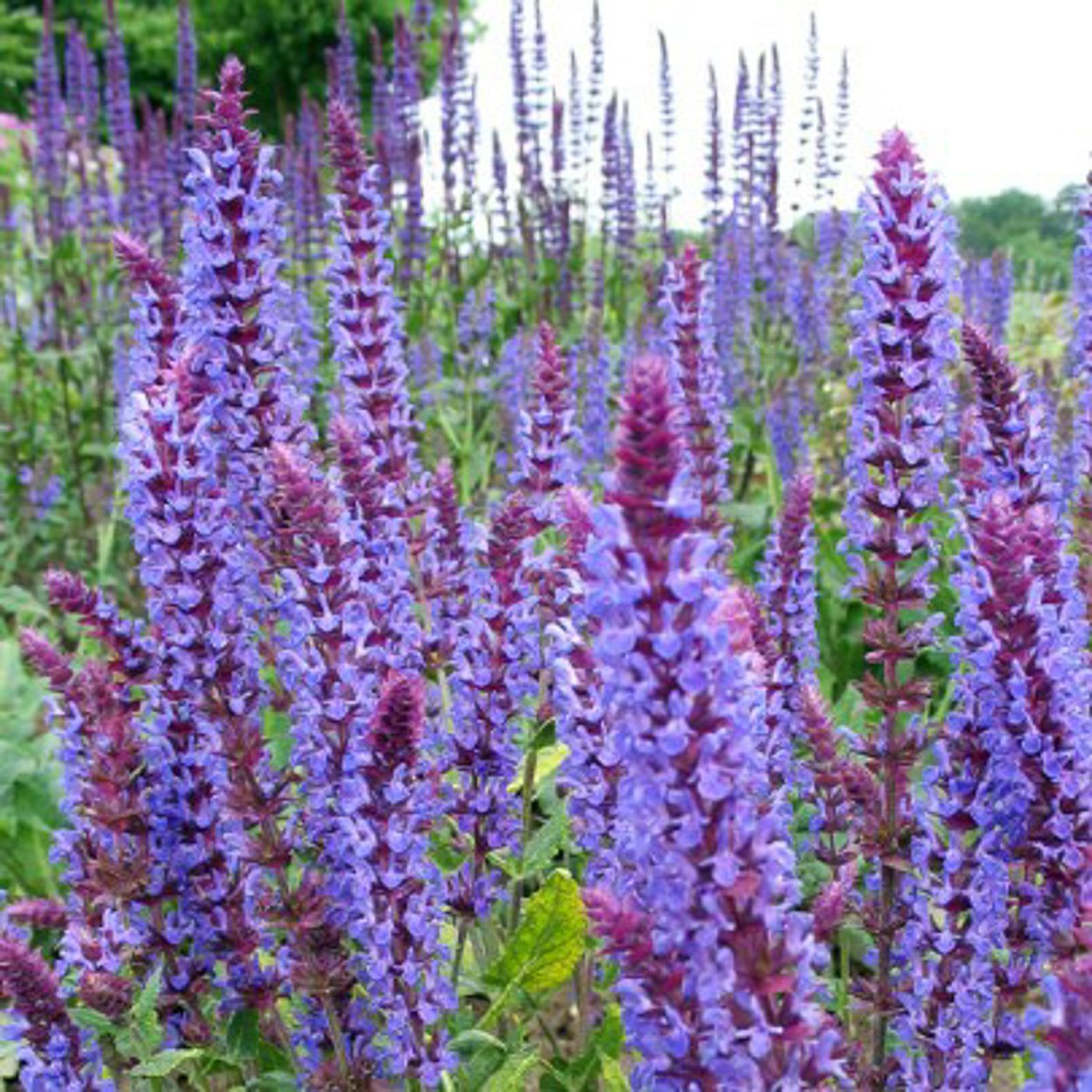 Шалфей Дубравный Blauhugel