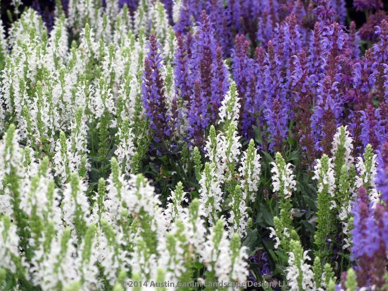 Котовник Волкерс Лоу