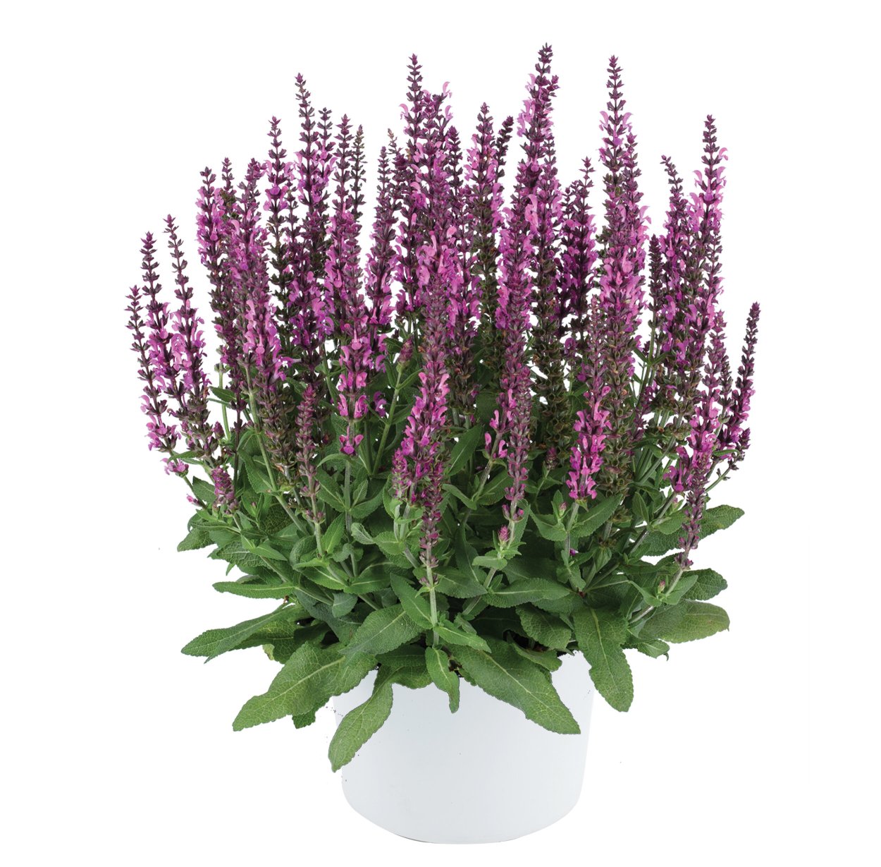 Сальвия фаринацея