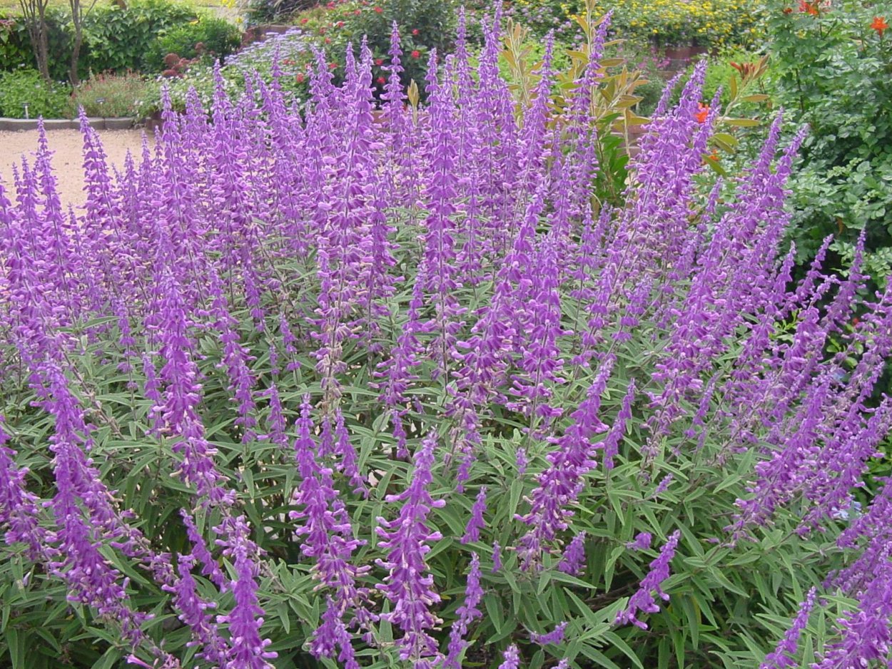 Шалфей Дубравный (Nepeta faassenii)