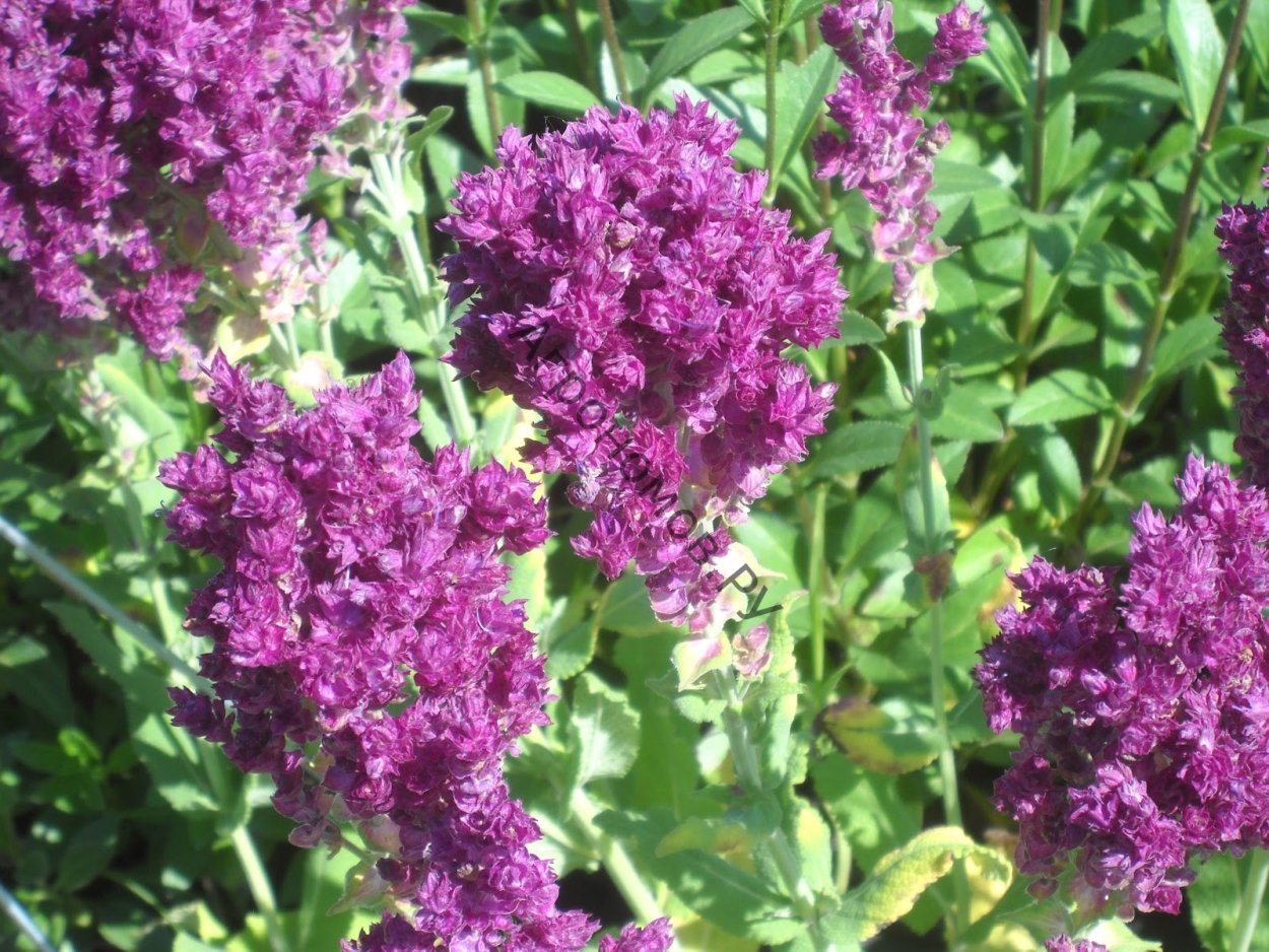 Сальвия Дубравная Плюмоза