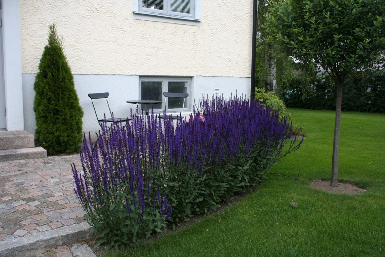 Шалфей Дубравный (Nepeta faassenii)