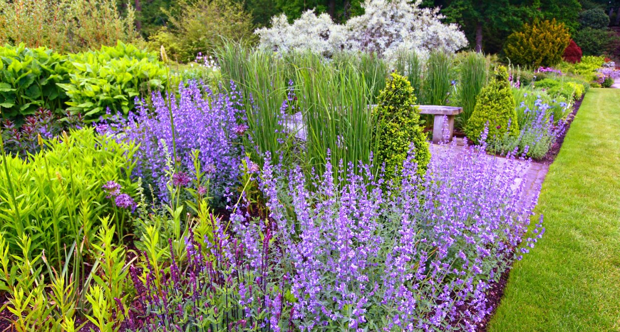 Туя Даника с шалфеем