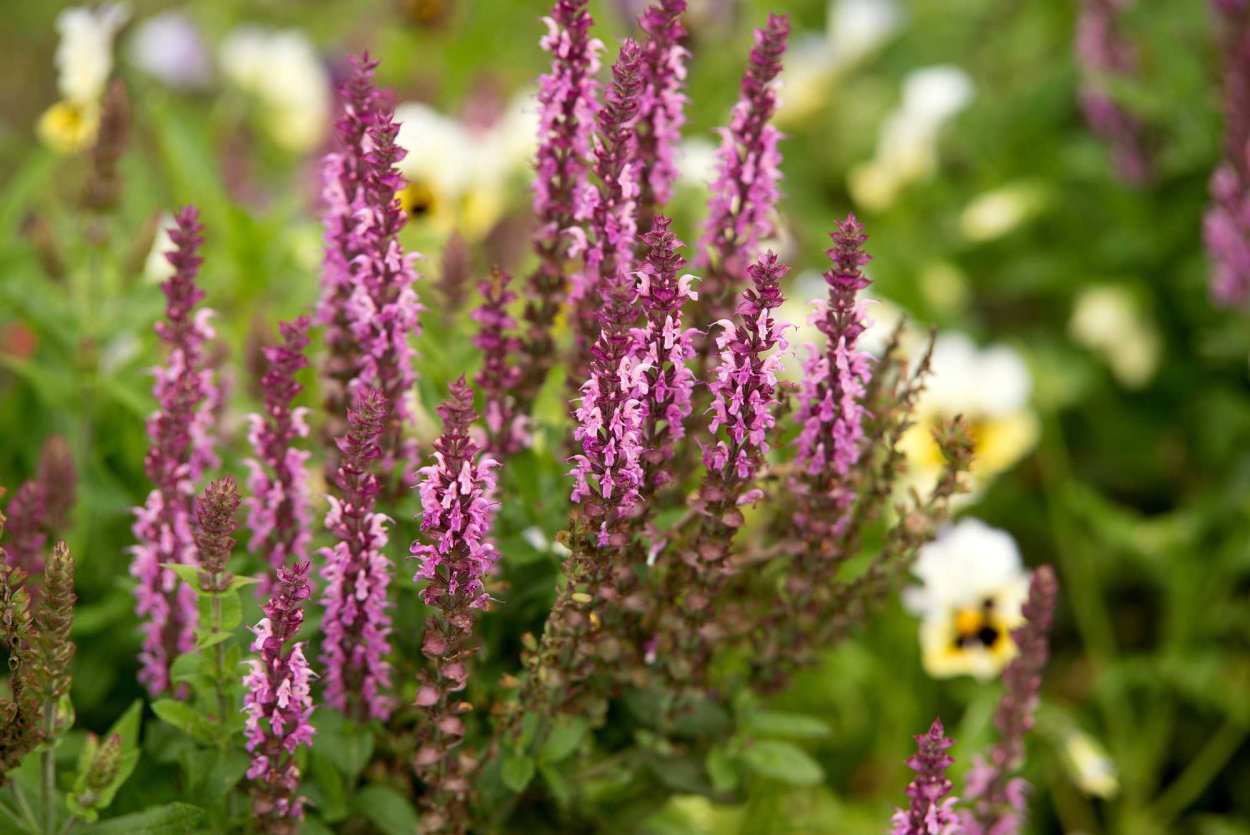 Шалфей Дубравный Schwellenburg