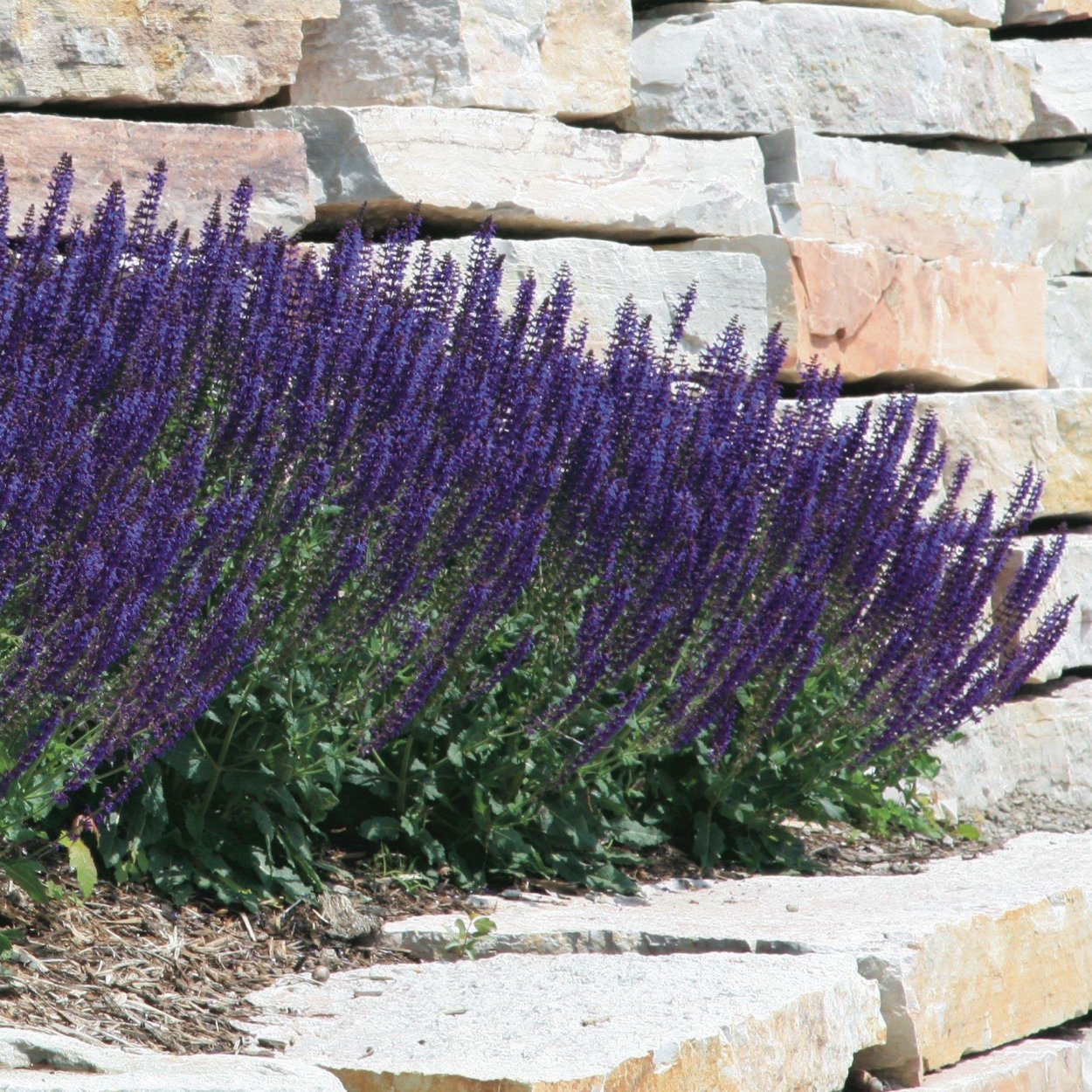 Сальвия Дубравная Шнеехегль