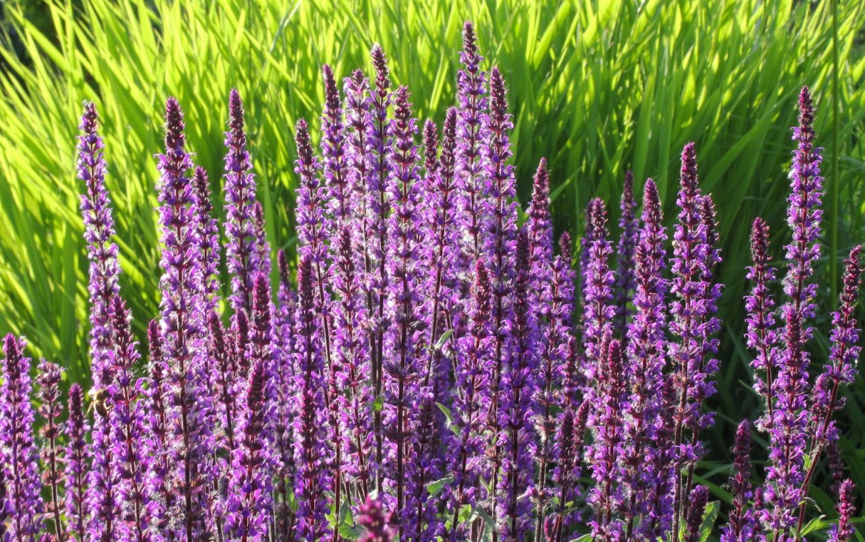 Дербенник леди Сэквилл