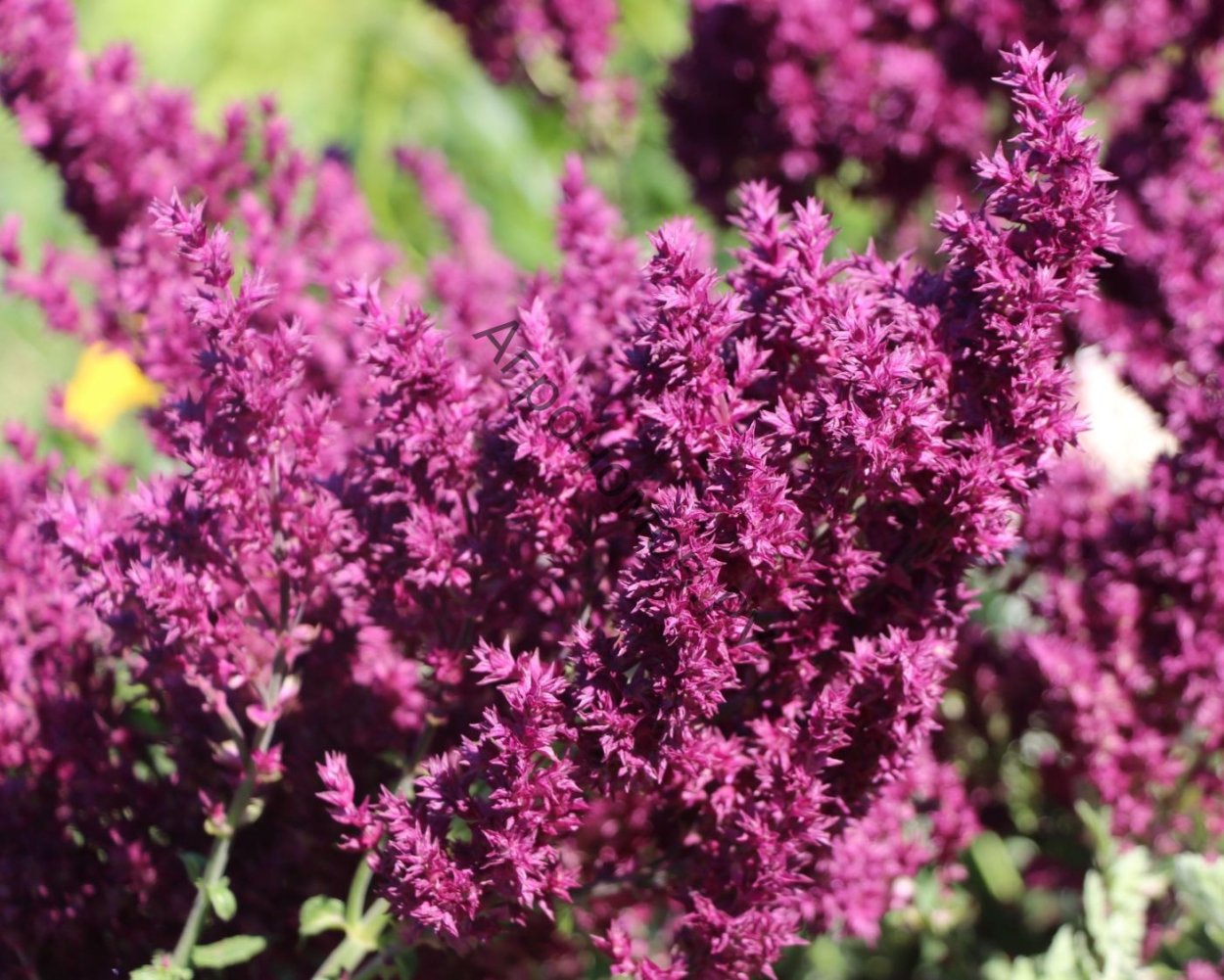 Шалфей Дубравный Швелленбург