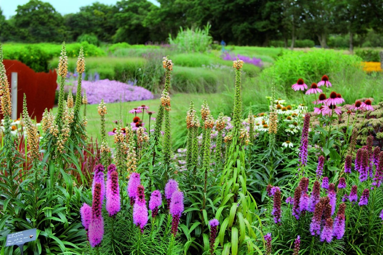 Шалфей Дубравный куст