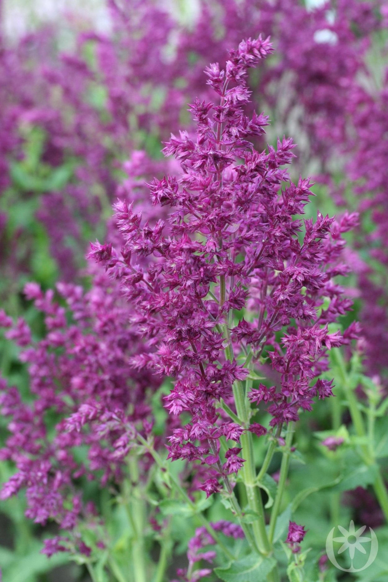 Сальвия Дубравная Плюмоза