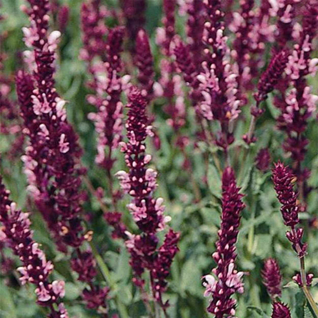 2. Шалфей Дубравный "Blauhugel