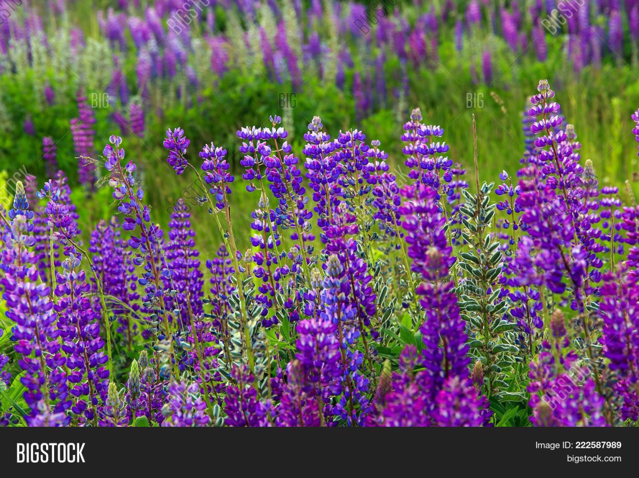 Сальвия Дубравная (шалфей) Плюмоза