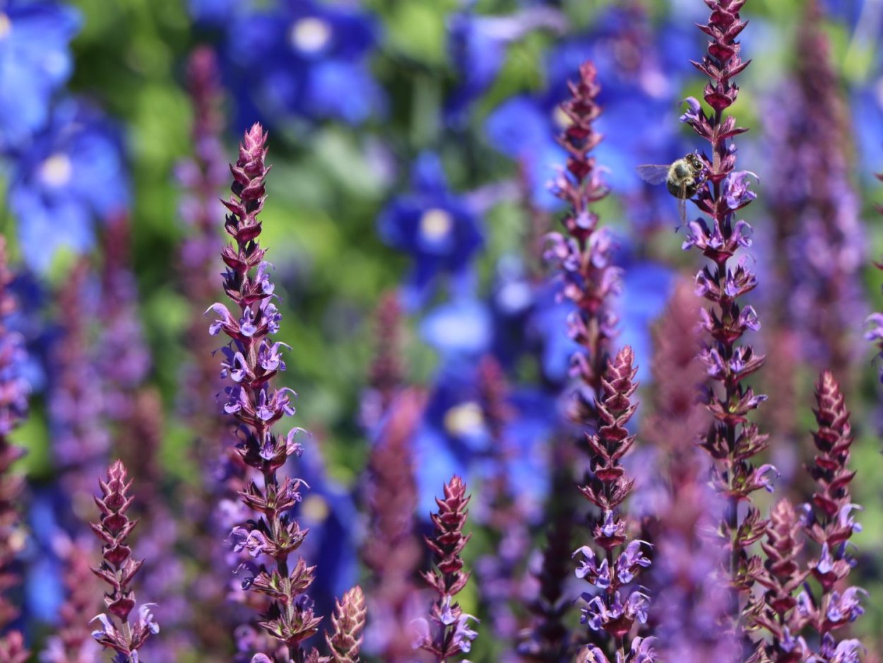 Шалфей Дубравный Schwellenburg