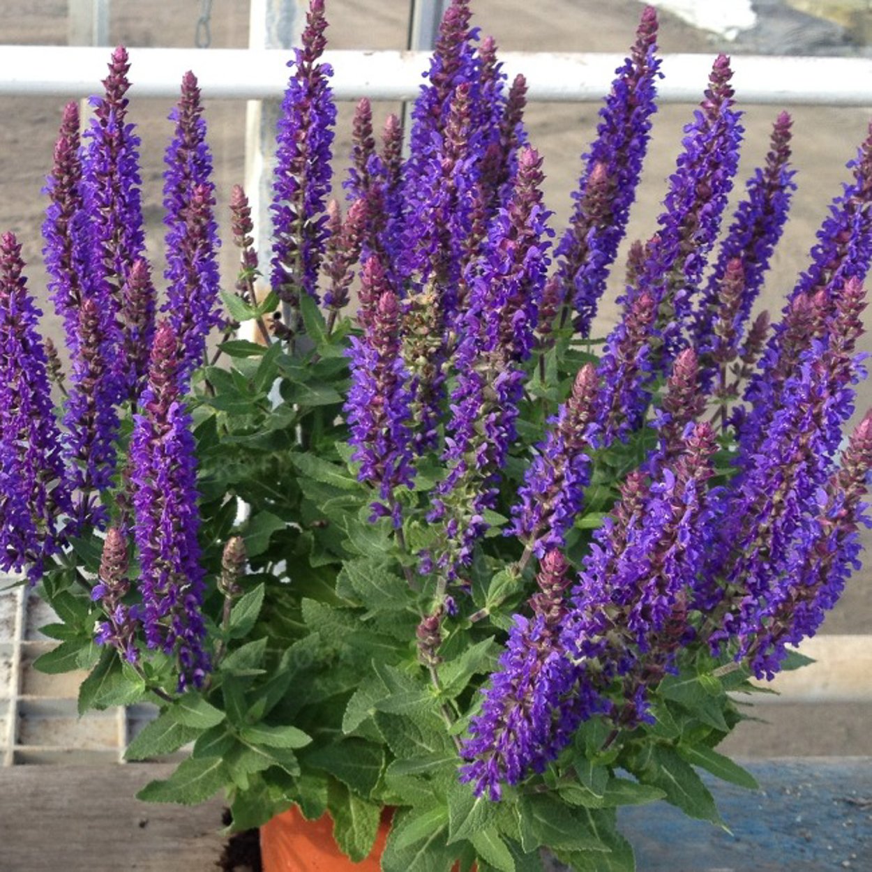 Шалфей Дубравный 'Dimensions Rose''