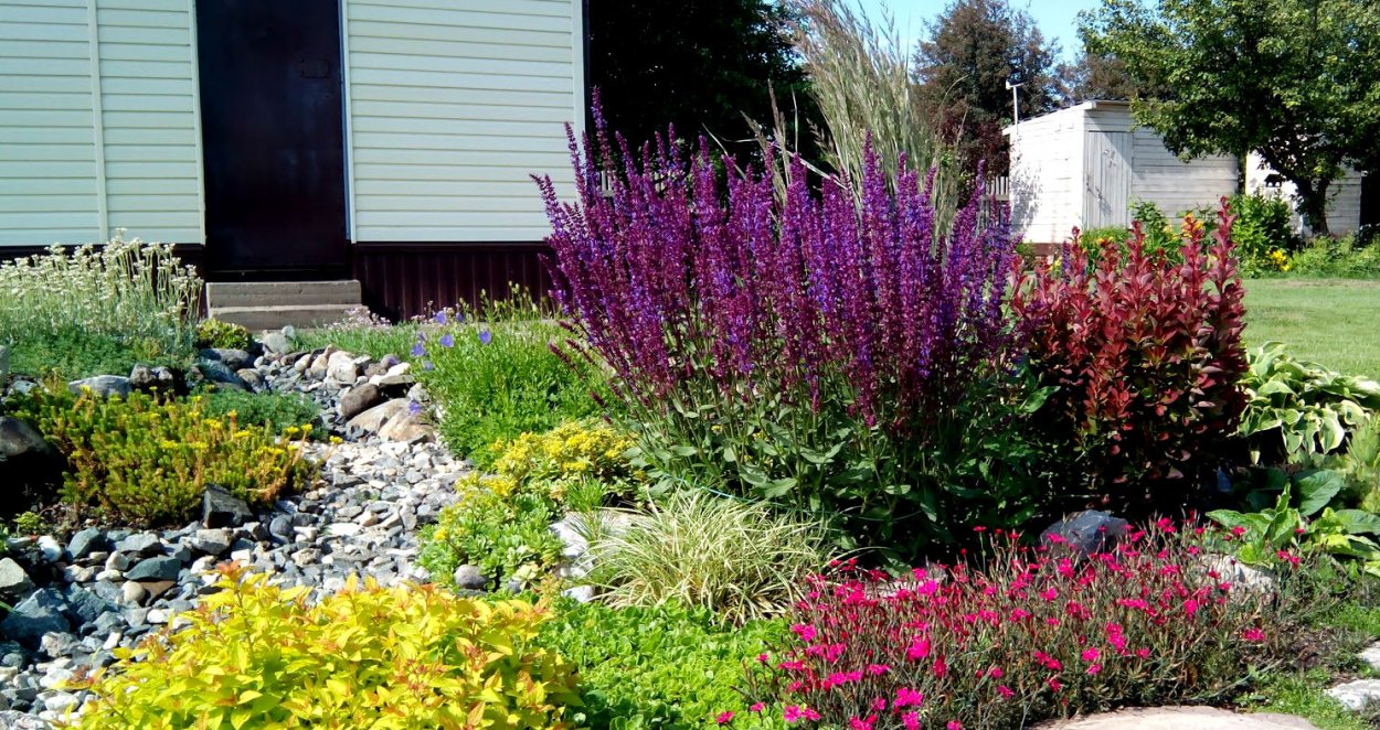 Сальвия Дубравная (шалфей) Плюмоза