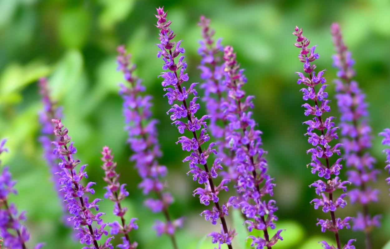 Шалфей Дубравный Виола Клозе