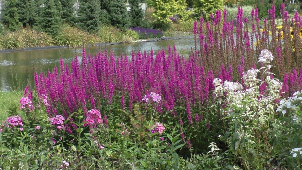 Шалфей Дубравный Dwarf Blue Queen