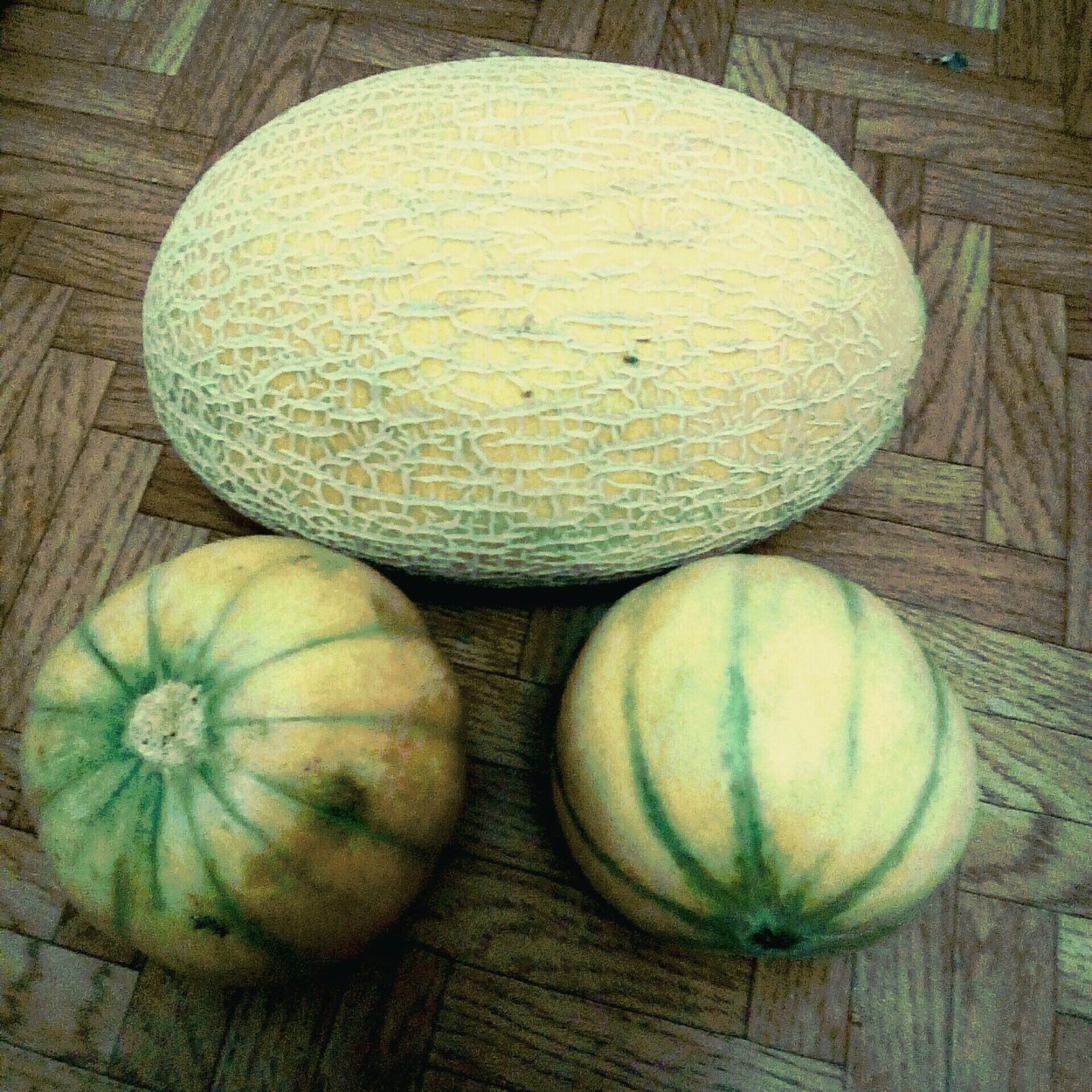 Дыня &#96;Лина&#96; f1