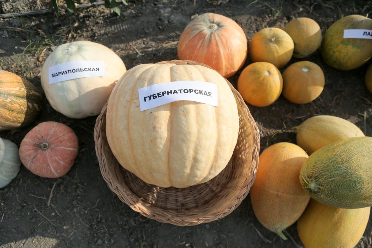 Тыква сорт дынная