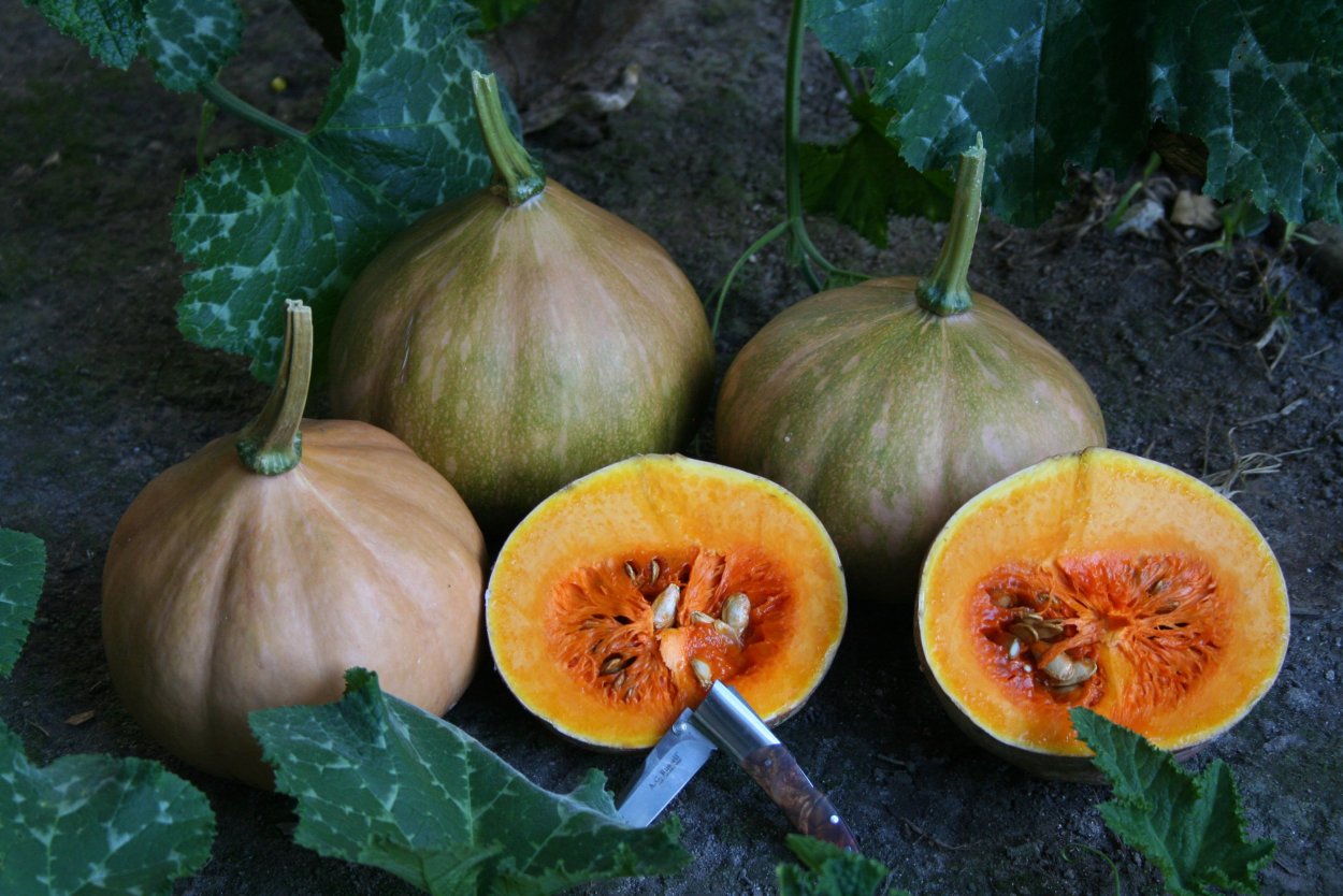 Тыква сорта сквош