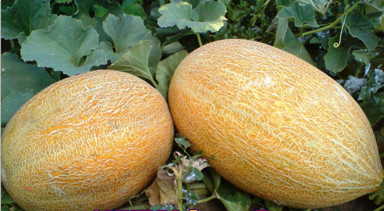 Дыня сорт Агаси