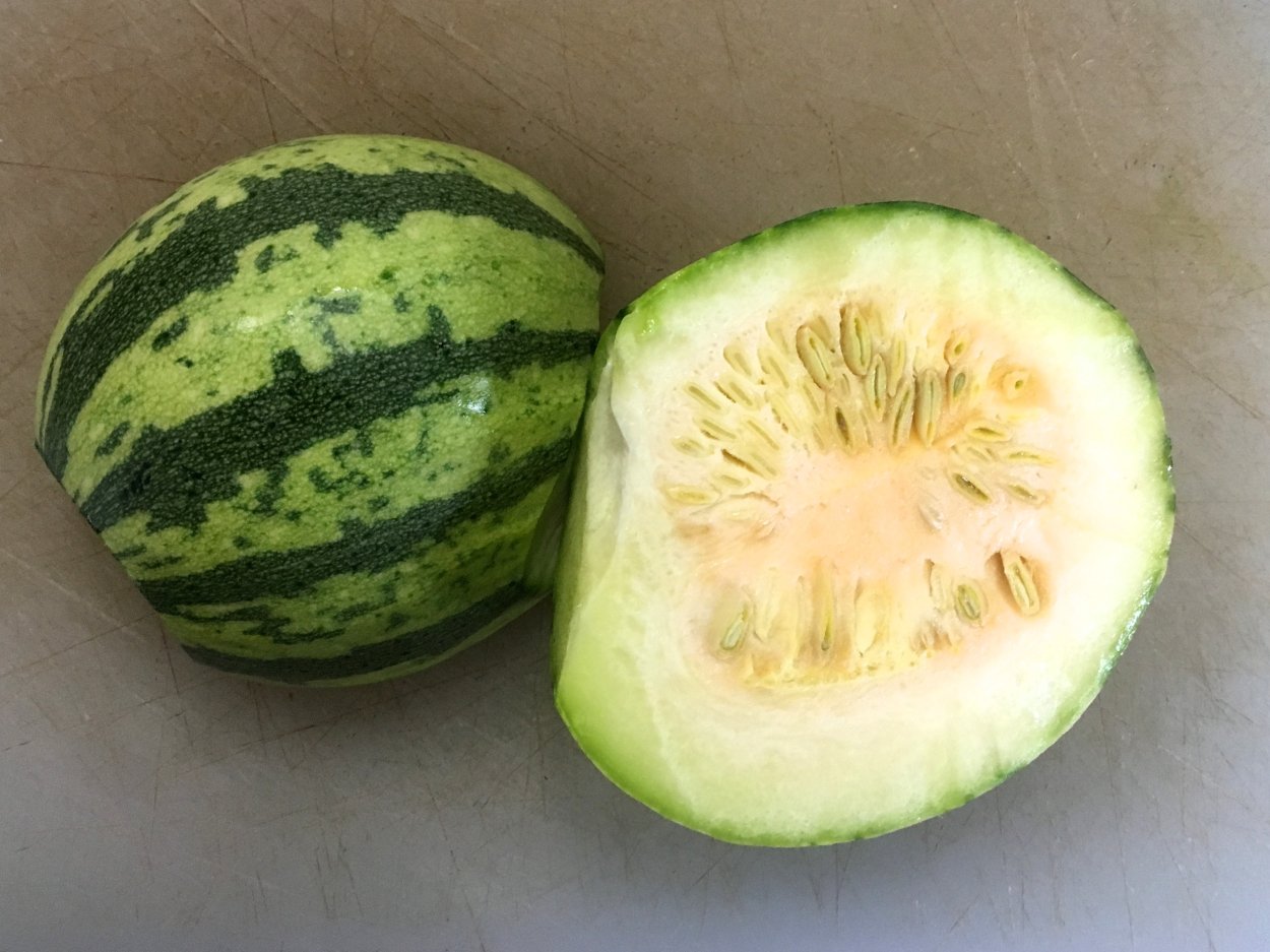 Тыква кавбуз