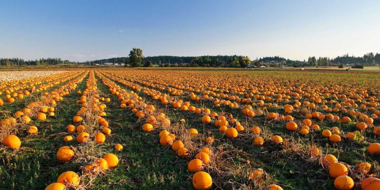 Тыквенная бахча