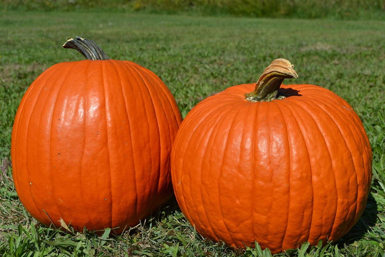 Тыква Биг Макс