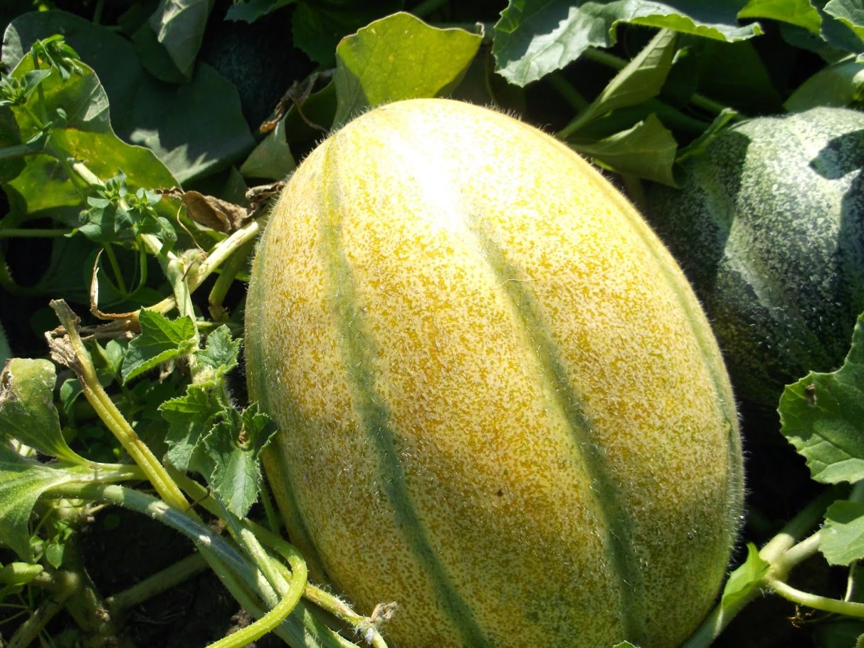Сорт дыня Мирзачульская