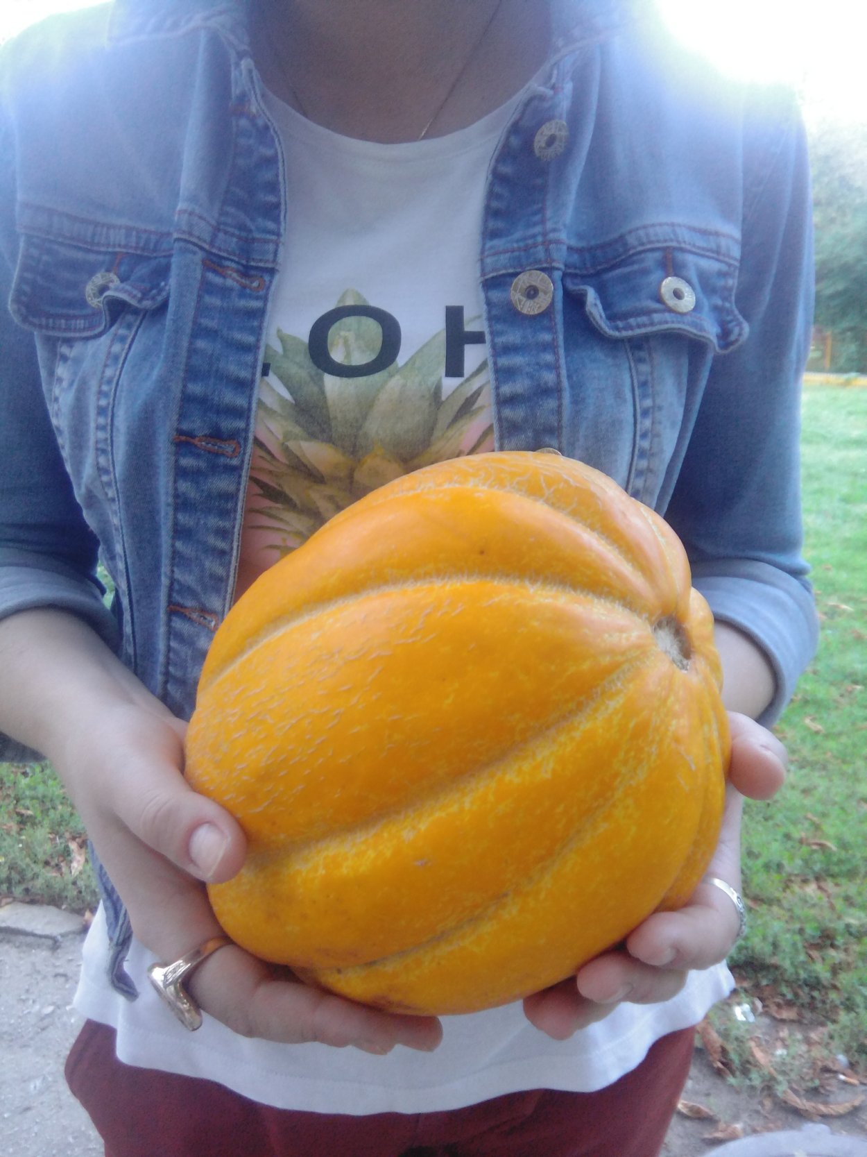 Тыква сорт дынная