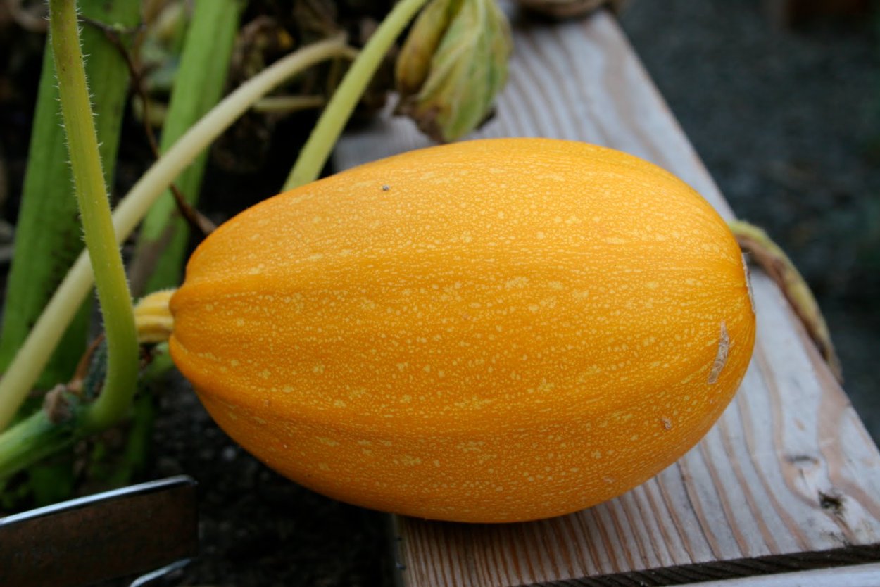 Дыня сорт Грибовская