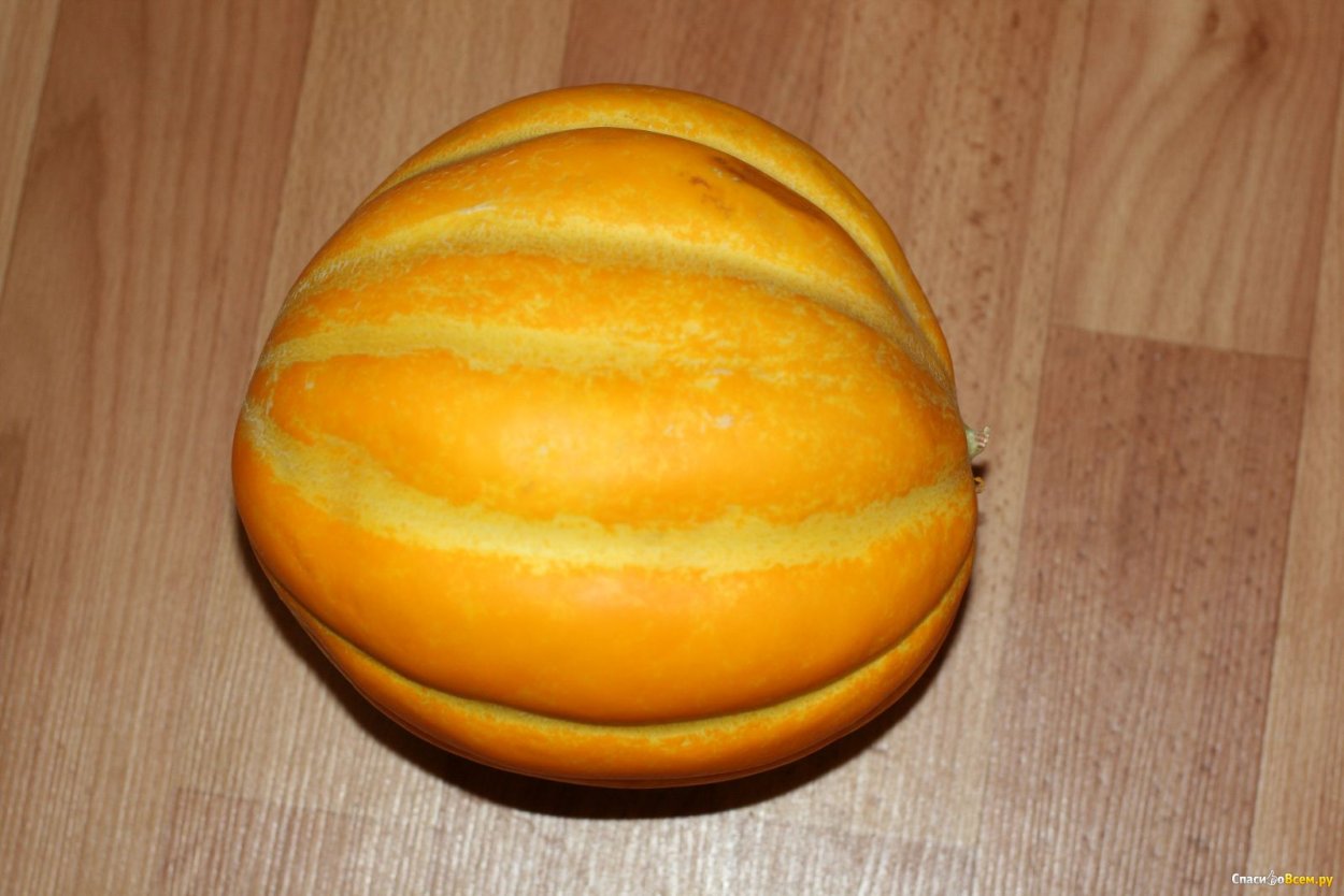 Дыня ребристая сорт эфиопка