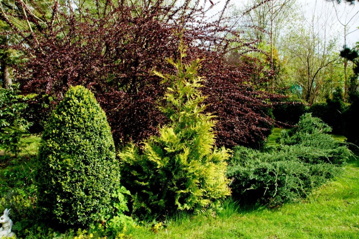 Туя Тунберга